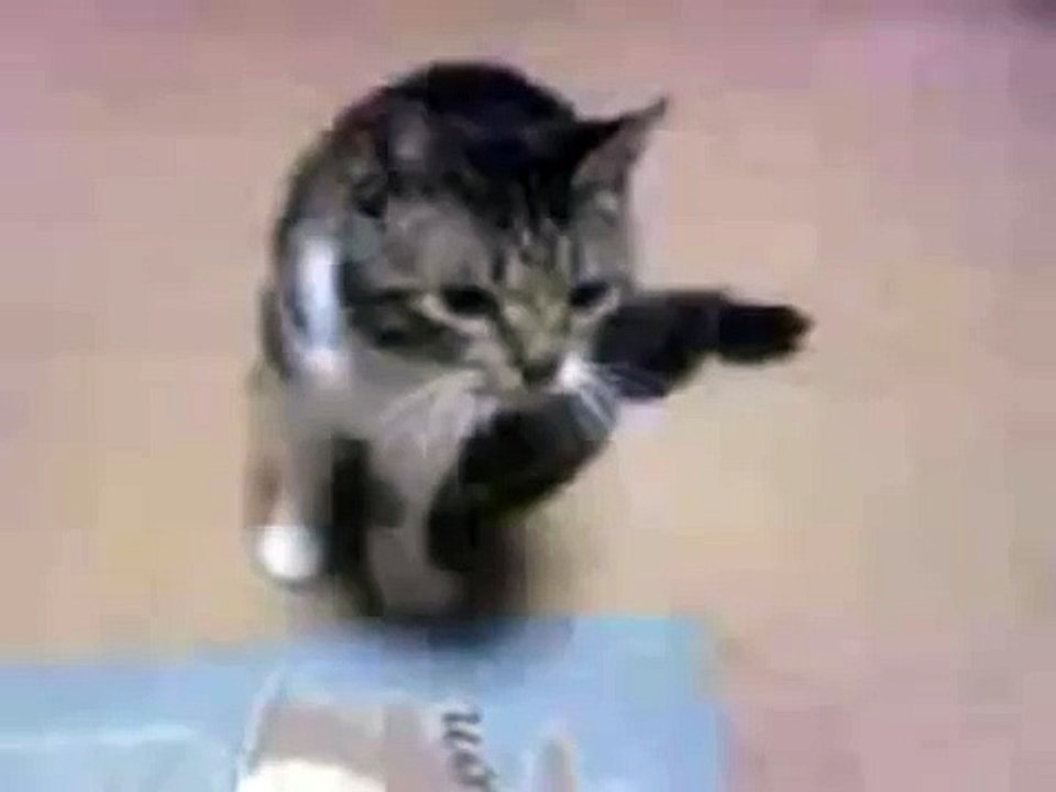 Cat plays dead after a finger shot!!!
