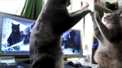 Cats Playing Patty-cake, what they were saying...