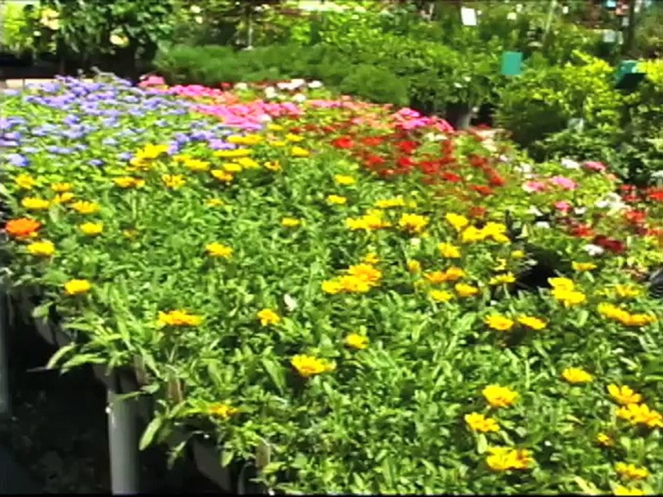 Read Labels at the Garden Center