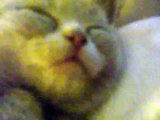 Cute dreaming kitty (Original!!)