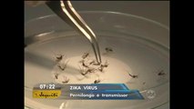 Pesquisadores encontram zika vírus em saliva de pernilongo