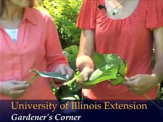 Selecting Plants at the Garden Center