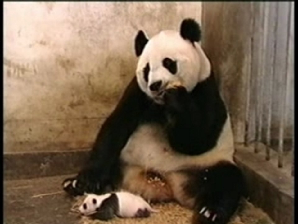 Petit panda rigolo