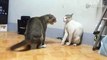 Angry Cats Fighting - Funny Video -
