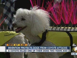 San Diego couple invents vest to protect dogs from coyote attacks