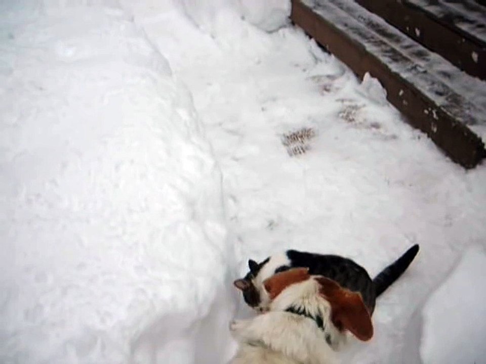 Elaine burrows in snow