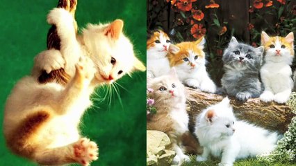 Heavy Metal Cats! Key of Awesome #1