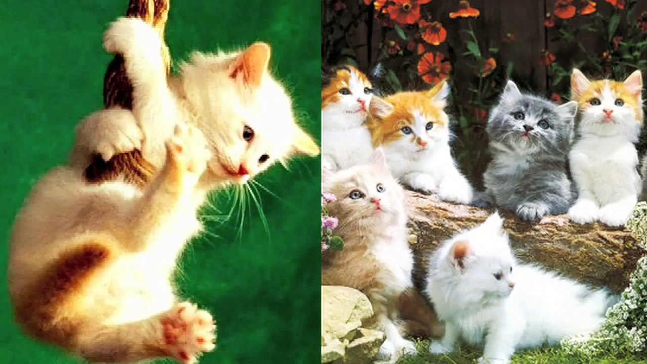 Heavy Metal Cats! Key of Awesome #1