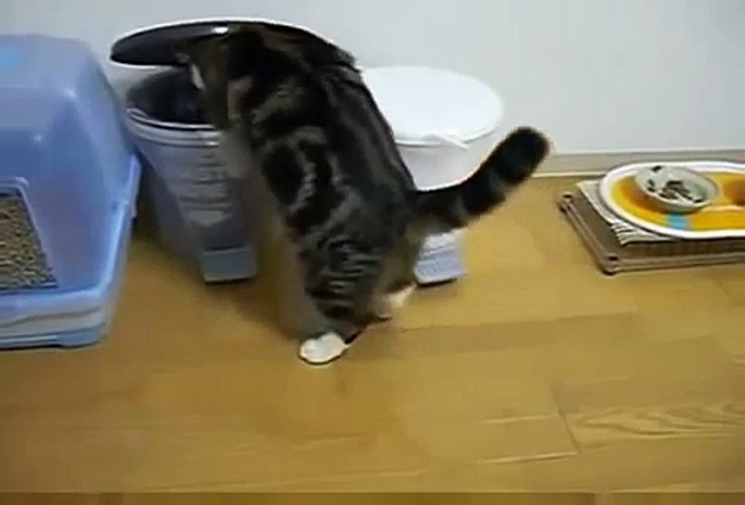 If You Haven't Seen Maru, It's Time You Did!