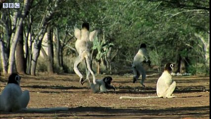 Funny Talking Animals (Walk on the Wild Side) HD - Children in Need Special 2009 - BBC