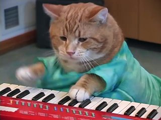 Keyboard Cat REINCARNATED!