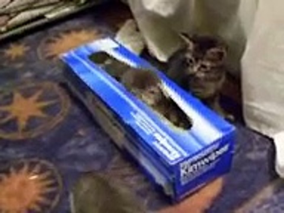 Kitten and his box.