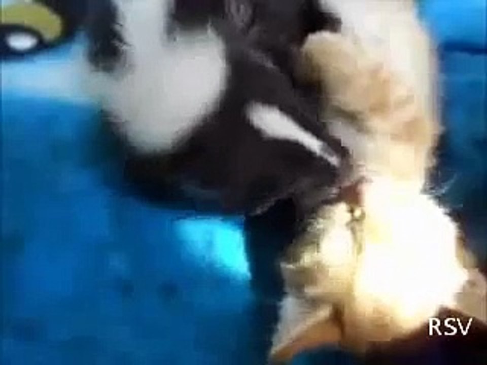 Real life pepe le pew!