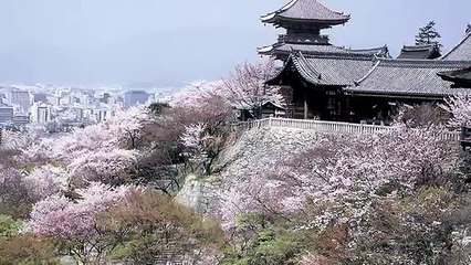 Ai lên xứ hoa đào- MAI THIÊN VÂN - QUANG LÊ-