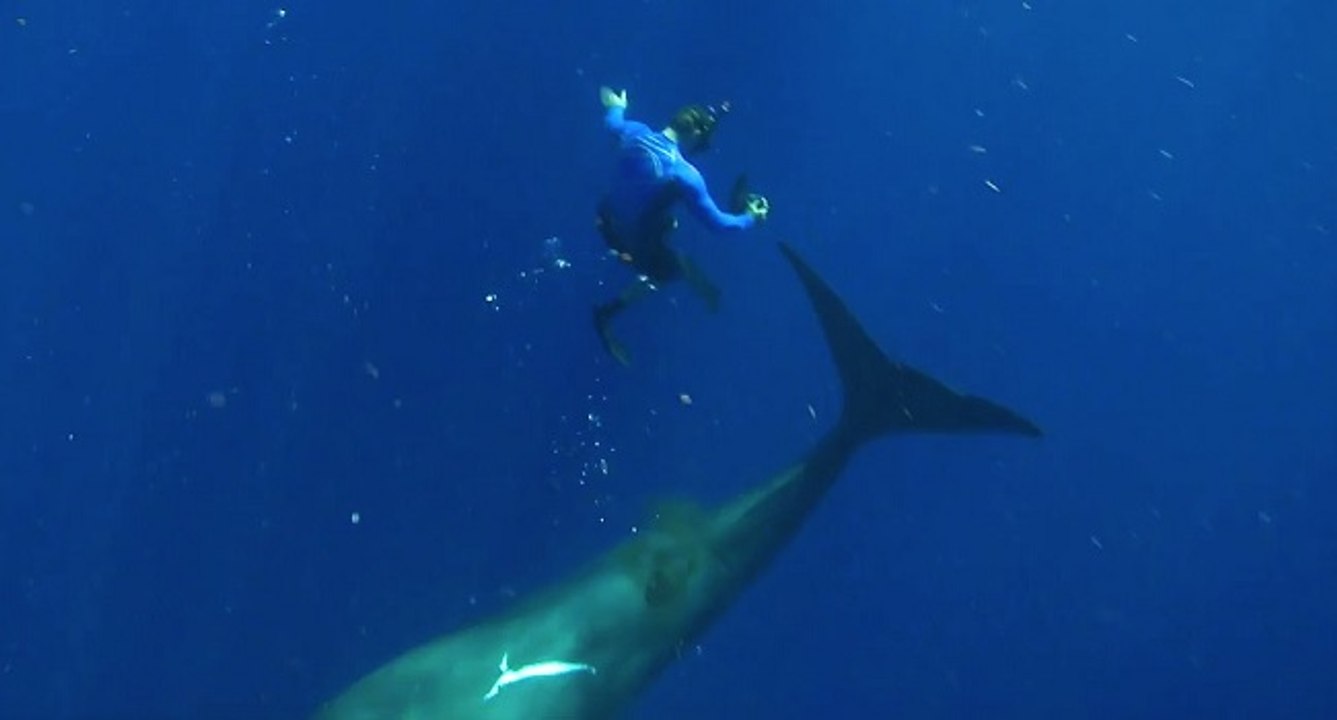 Nager avec un cachalot