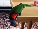 Цветной попугай. Попугай играет с мячиком