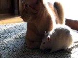 Rat loves cat!