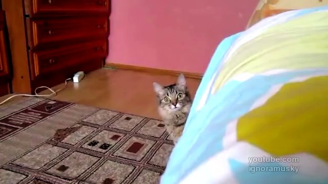 The cat is planning something evil (кот задумал что-то недоброе)