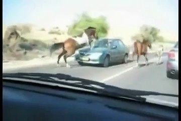 OMG!!! Fastest Horse tramples car