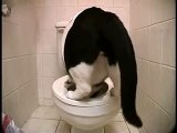 Toilet Trained Cat Doing Number 2