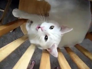 What Cats Are Really Thinking