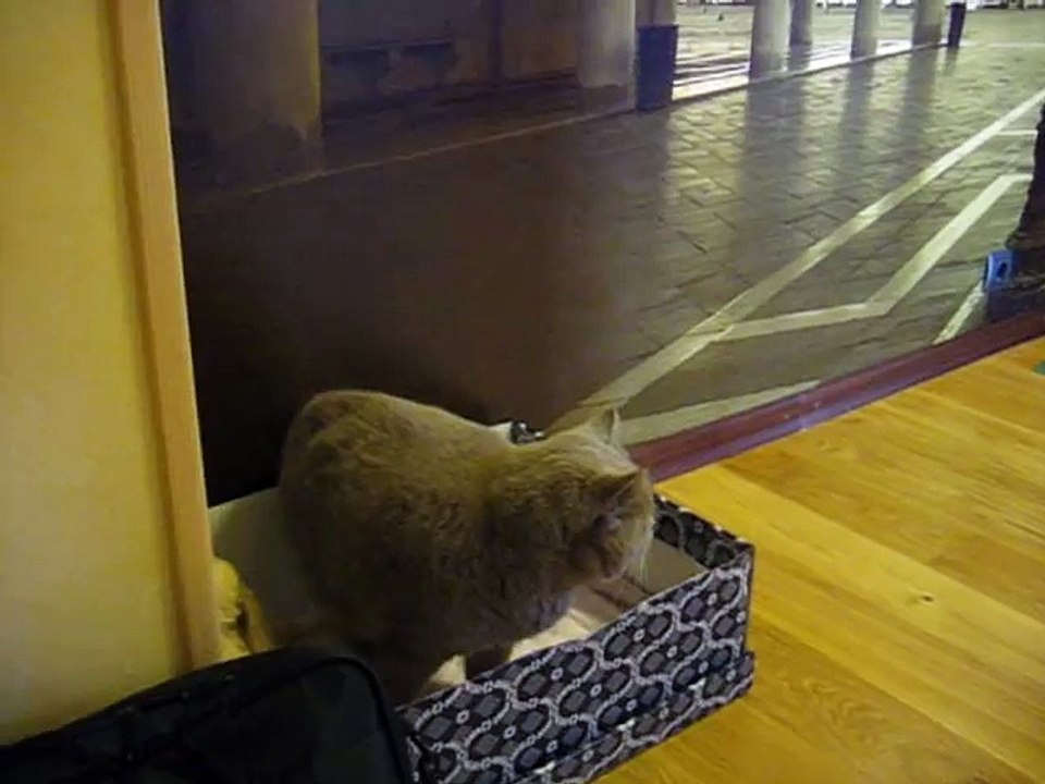 Говорящий кот Федя! О дя-дя-дя Talking cat Fedor