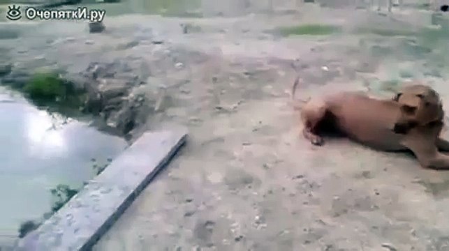 Парень решил проверить, свою сабаку, онпритворился, что тонет