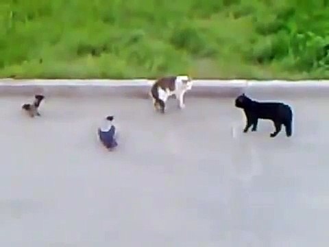 Храбрый кот против трёх врагов