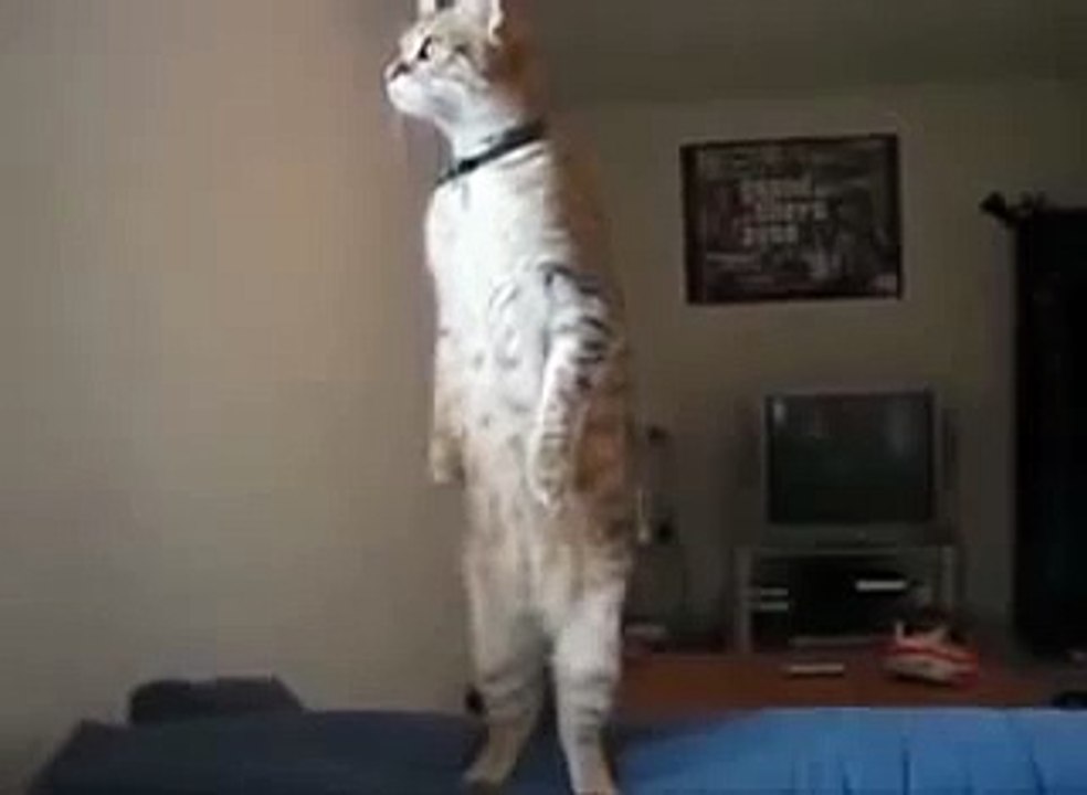 Чумовой кот!