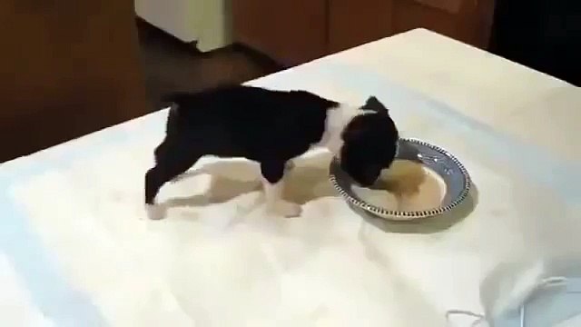 Щенок смешно кушает От радости аж упал в тарелку с кашей !