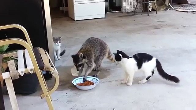 Животное и животное