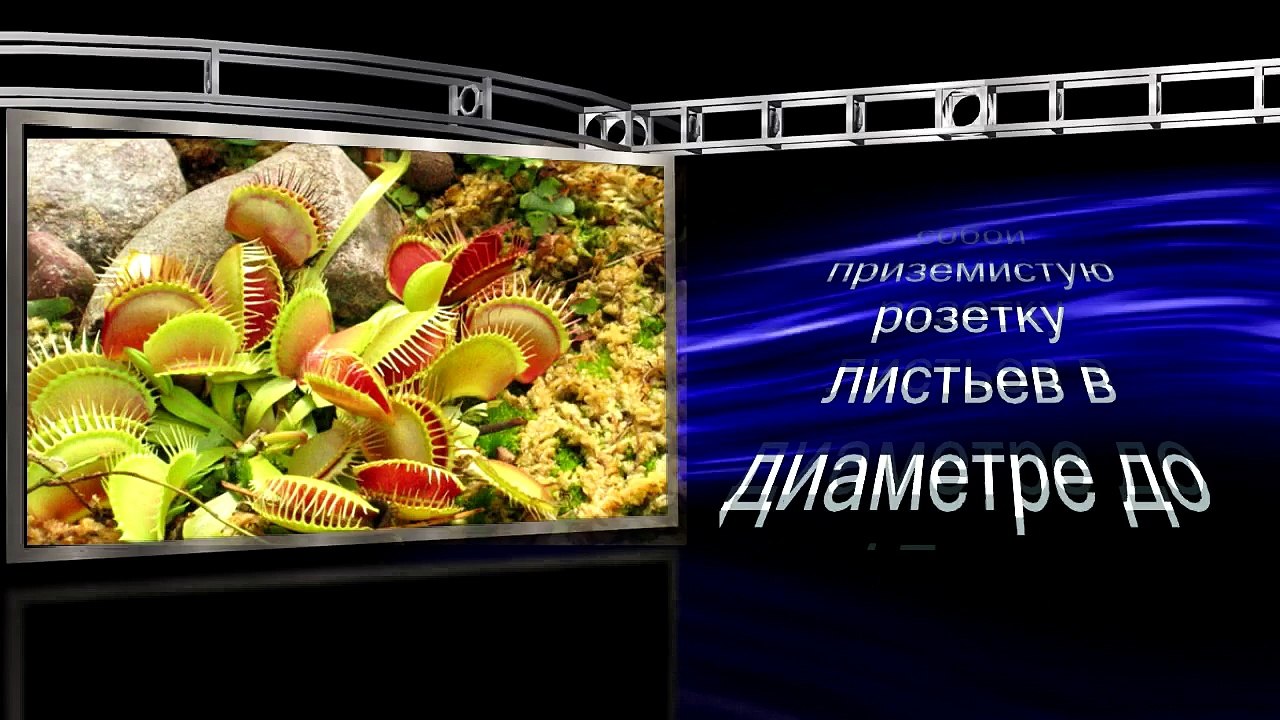 PRO100: ЗАГАДОЧНАЯ ПЛАНЕТА. ТАИНСТВЕННЫЕ РАСТЕНИЯ "Венерина мухоловка"