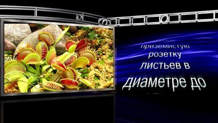 PRO100: ЗАГАДОЧНАЯ ПЛАНЕТА. ТАИНСТВЕННЫЕ РАСТЕНИЯ "Венерина мухоловка"