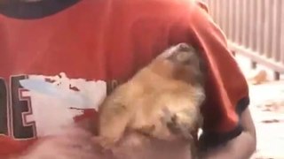 Squirrel Bites Boy while Mom of the year watches in horror