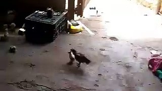 Chicken Baby Fight With Hen - Never Give up