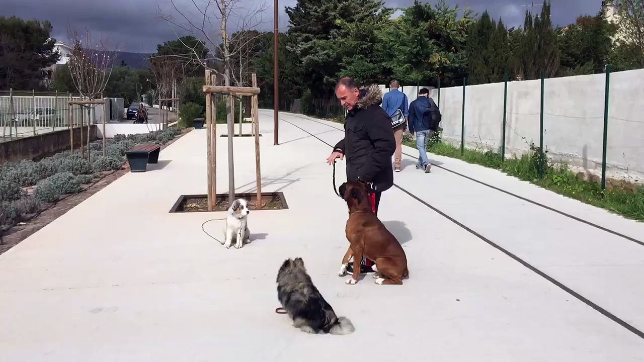 Sociabilité du chiot la Ciotat éducation canine