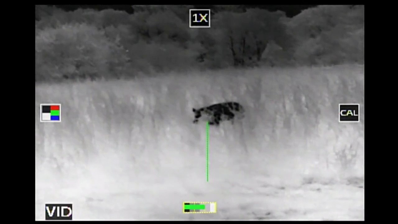 Thermal Hog Hunt with the NEW ATN ThOR 640 2.25X