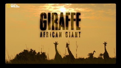 Жираф: Африканский гигант / Giraffe. African Gian (2015) HD