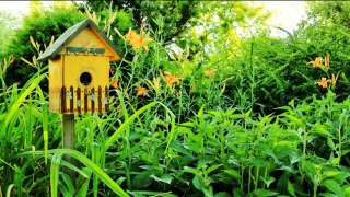 25 Wooden, Painted & Decorative Bird Houses