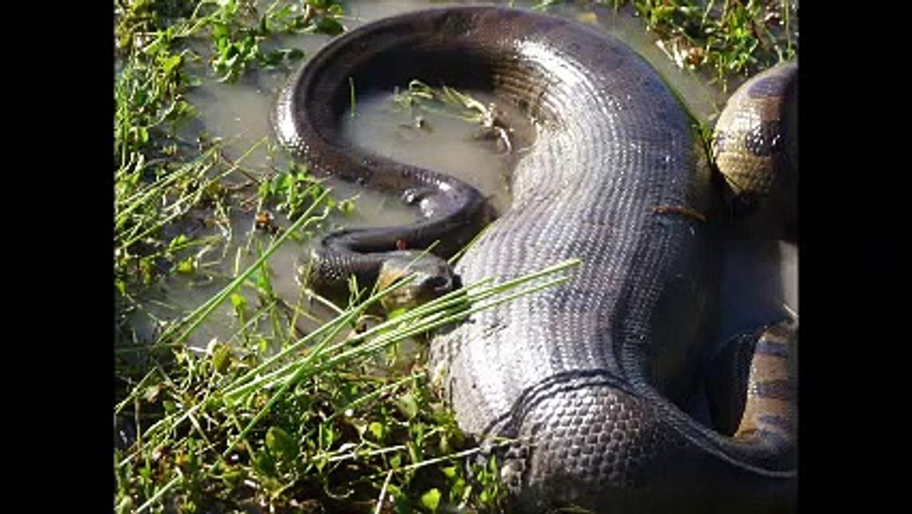 Giant Anaconda  - Part 12