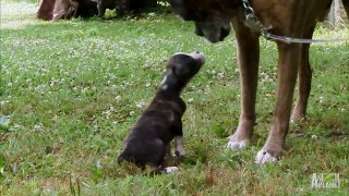 Puppies and Kittens Share Their Love  Too Cute!