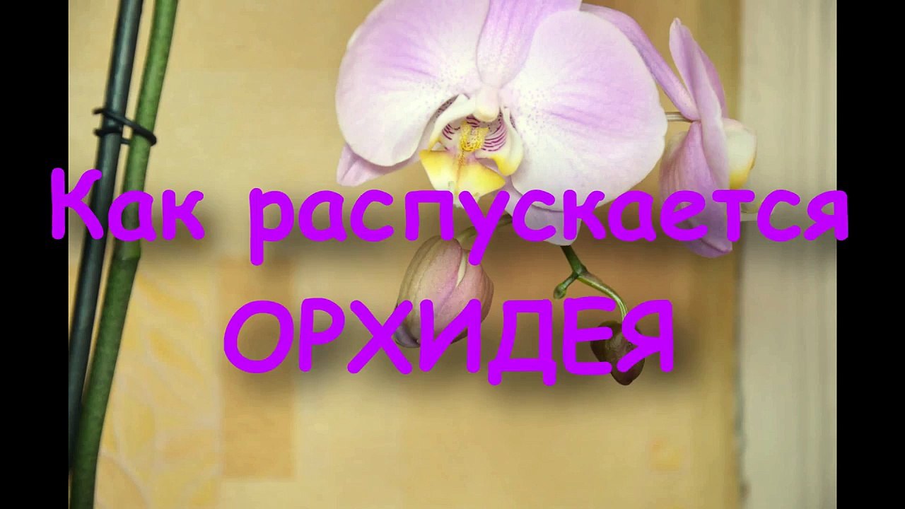 Ускоренное Раскрытие Цветка Орхидеи