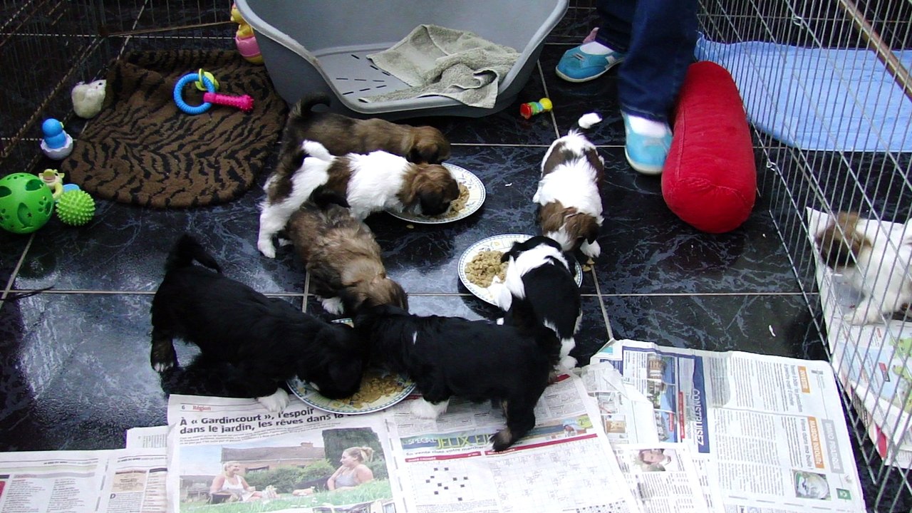 1er BOUILLIE DES BB DE FALBALA 2016