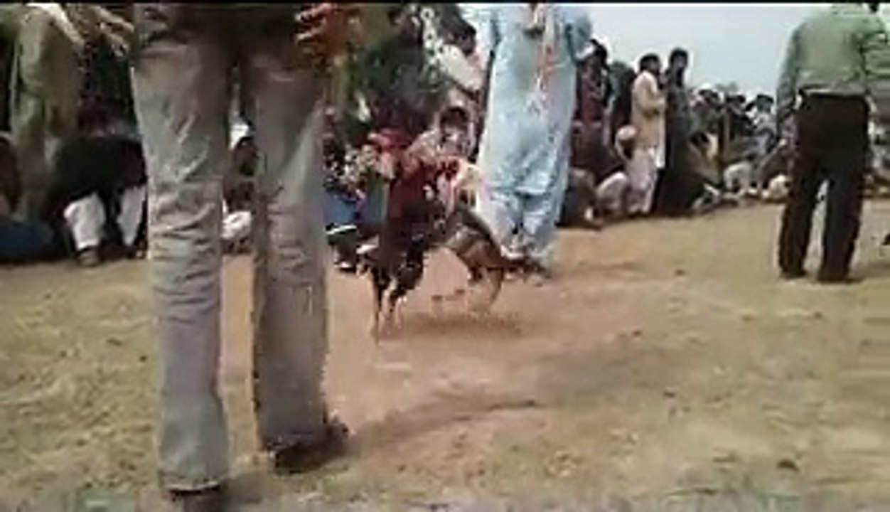 Pagal Aseel Part-2-1 (Aamir Khan's Aseel) - Video Dailymotion