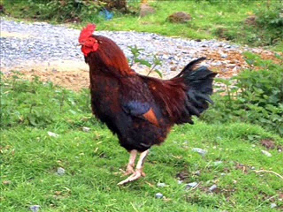 Mazahiya punjabi kukur.mp4 - Downloaded from youpak.com