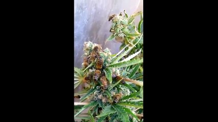 Someone Figured out How to Train Bees to Make Honey from Marijuana