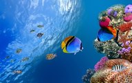 Beautiful Fishes Under Water Video