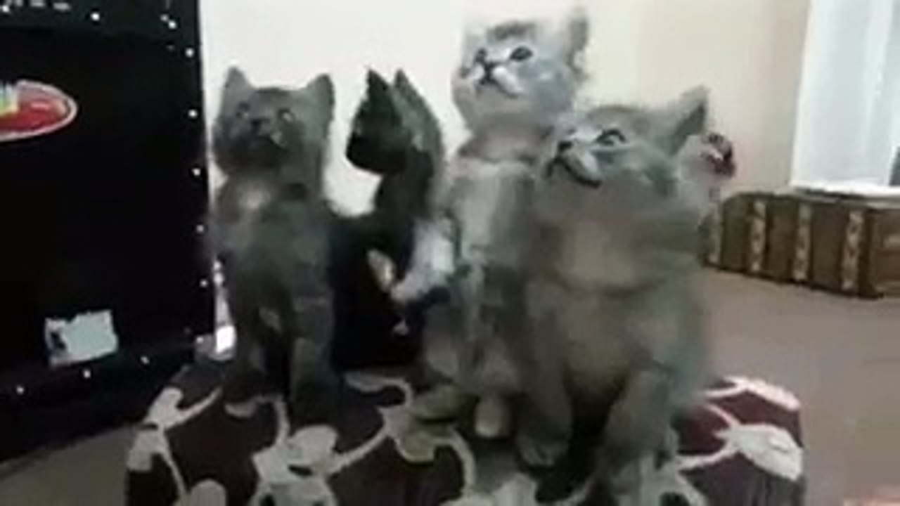 Funny Cat Dance