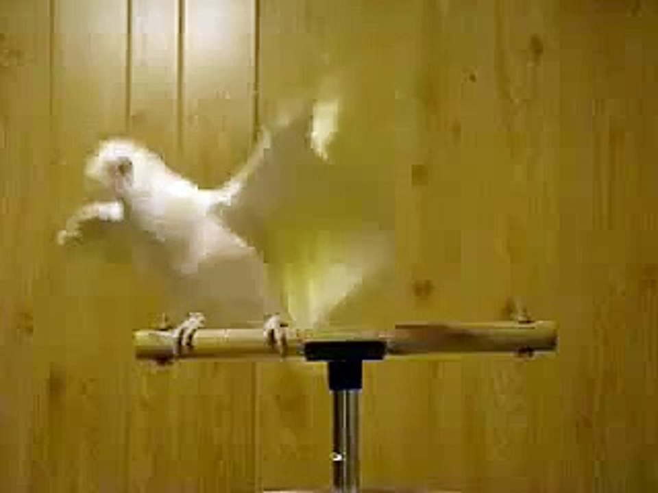 Funny lungi dance by bird