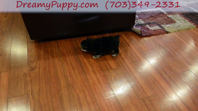 Dreamy Puppy Morkie Girl - Explore The Familiest Dreamy Puppy Store in Chantilly & Fredericksburg